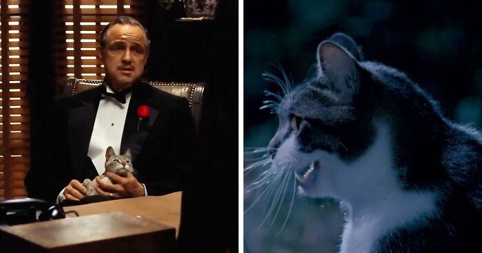 Wait, They Actually Counted ALL These Cats in Movies?