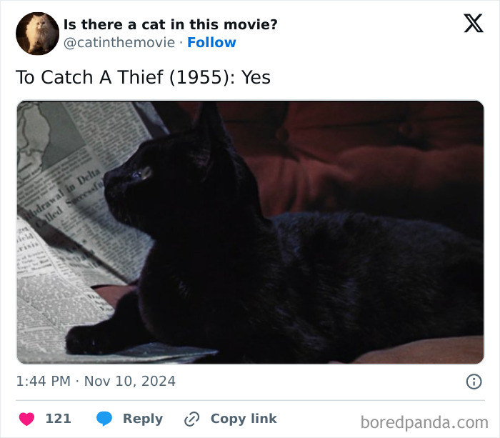 Wait, They Actually Counted ALL These Cats in Movies?