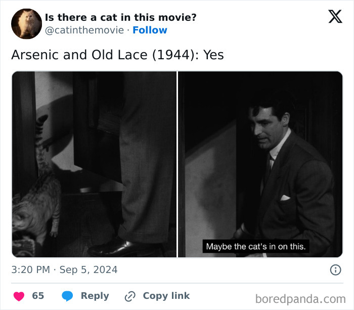 Wait, They Actually Counted ALL These Cats in Movies?