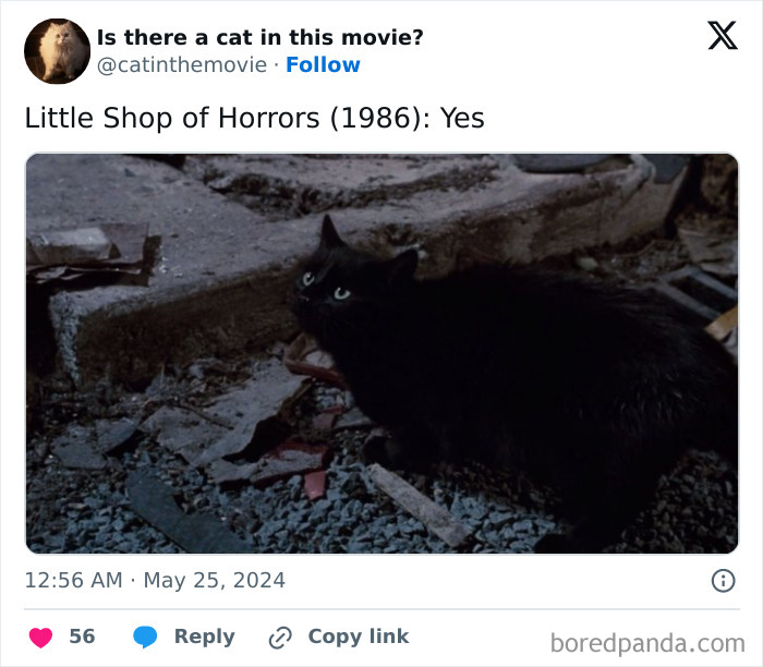 Wait, They Actually Counted ALL These Cats in Movies?