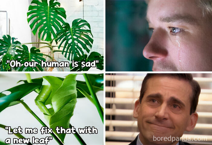 These Plant Memes Are Hilarious And We Found 59 Of The Best Ones!