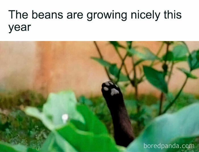 These Plant Memes Are Hilarious And We Found 59 Of The Best Ones!