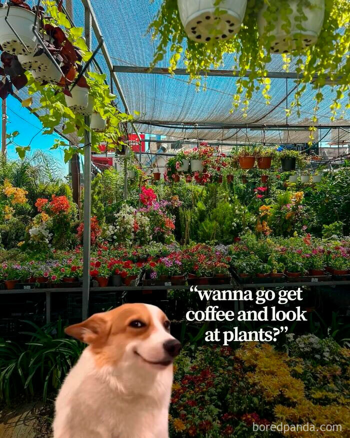 These Plant Memes Are Hilarious And We Found 59 Of The Best Ones!