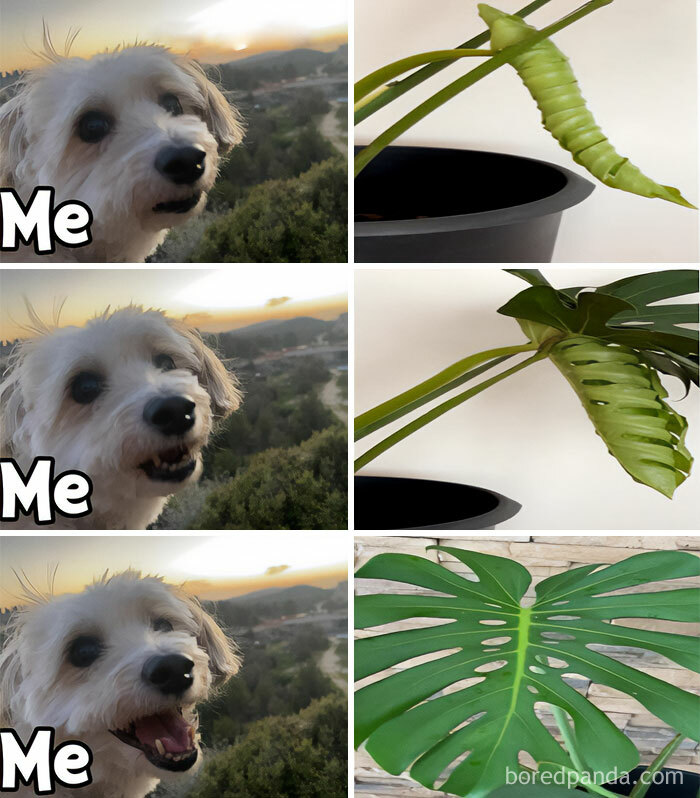 These Plant Memes Are Hilarious And We Found 59 Of The Best Ones!