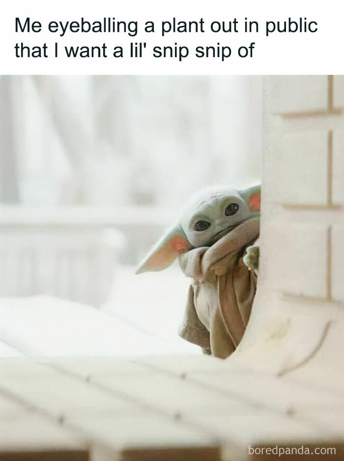 These Plant Memes Are Hilarious And We Found 59 Of The Best Ones!