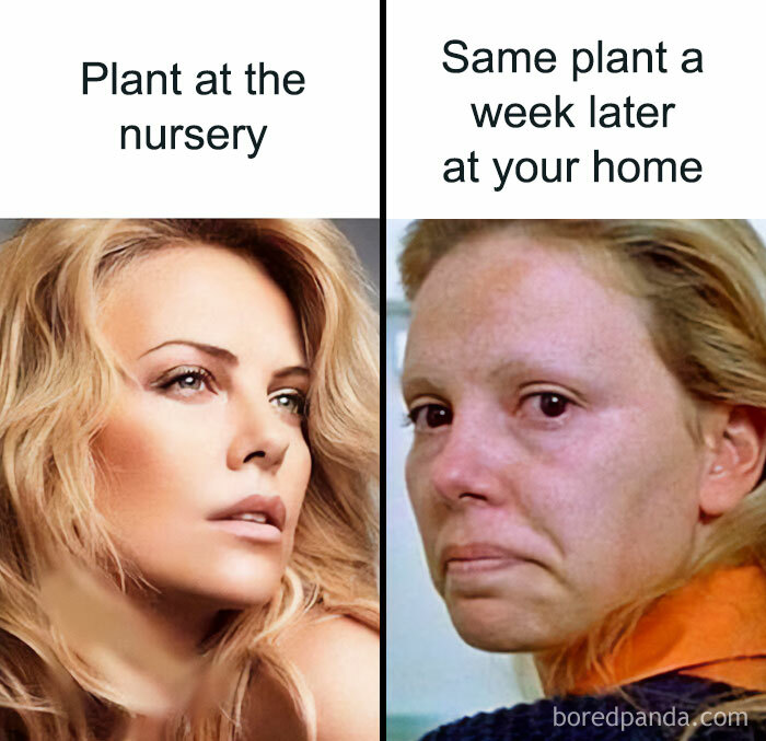 These Plant Memes Are Hilarious And We Found 59 Of The Best Ones!