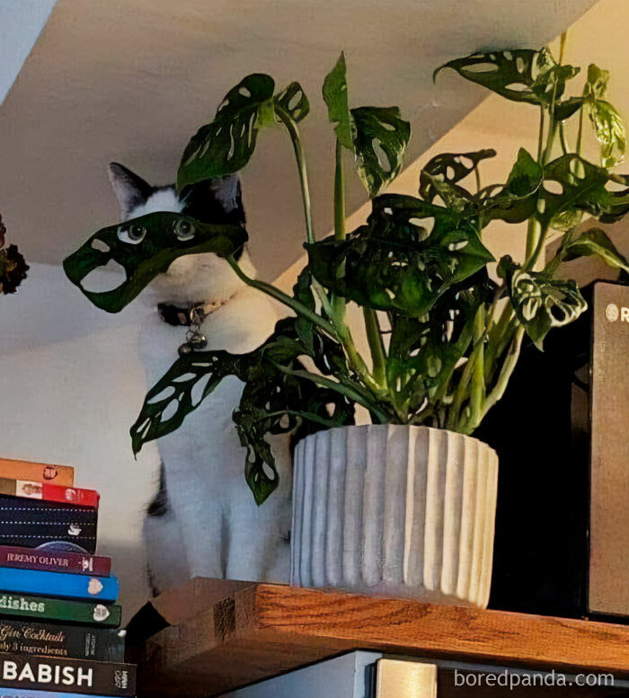 These Plant Memes Are Hilarious And We Found 59 Of The Best Ones!