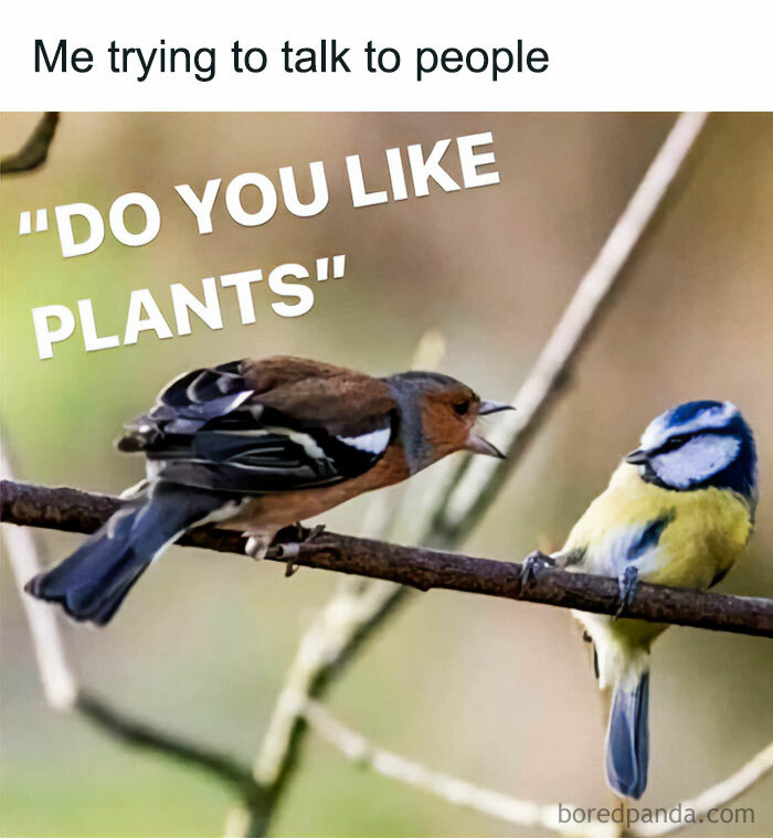 These Plant Memes Are Hilarious And We Found 59 Of The Best Ones!