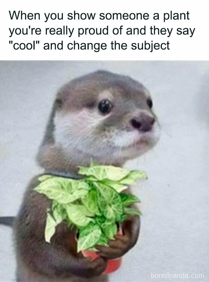 These Plant Memes Are Hilarious And We Found 59 Of The Best Ones!