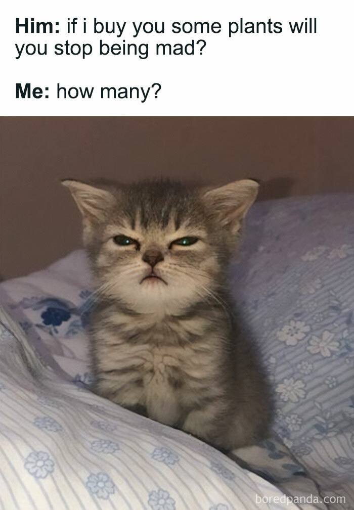 These Plant Memes Are Hilarious And We Found 59 Of The Best Ones!