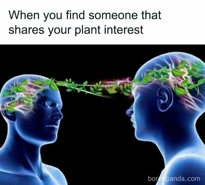 These Plant Memes Are Hilarious And We Found 59 Of The Best Ones!