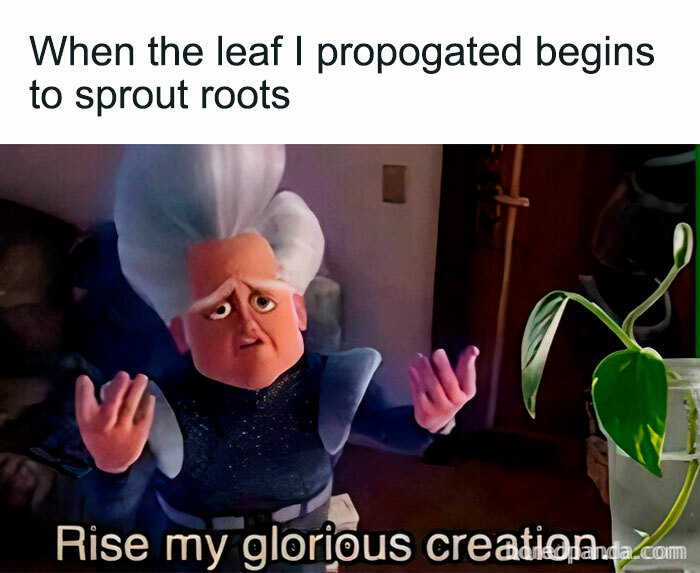 These Plant Memes Are Hilarious And We Found 59 Of The Best Ones!
