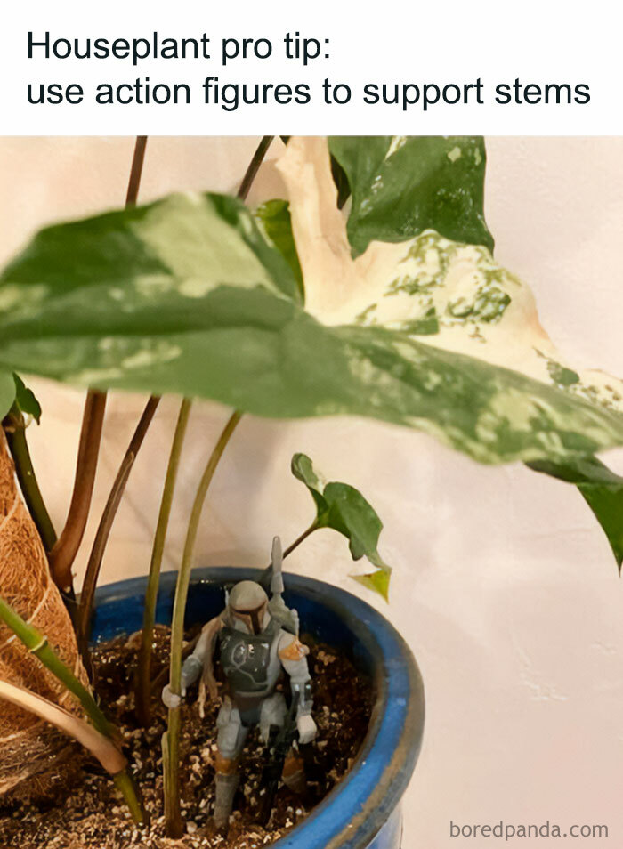 These Plant Memes Are Hilarious And We Found 59 Of The Best Ones!