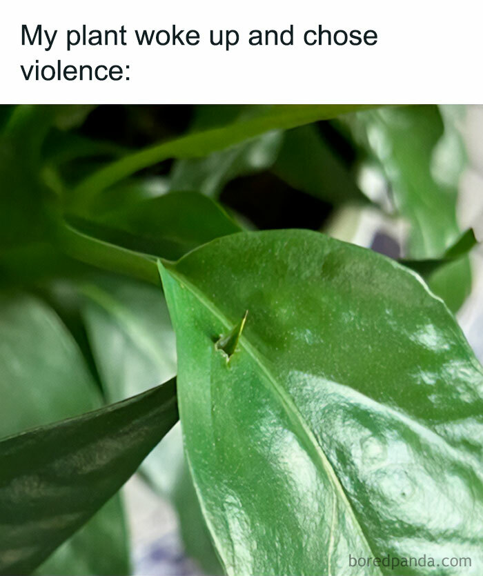 These Plant Memes Are Hilarious And We Found 59 Of The Best Ones!