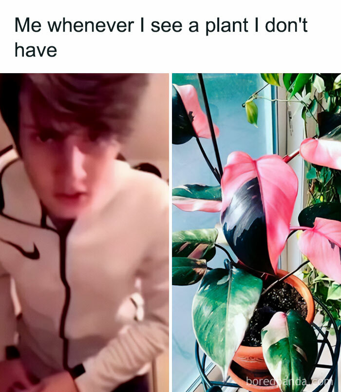 These Plant Memes Are Hilarious And We Found 59 Of The Best Ones!