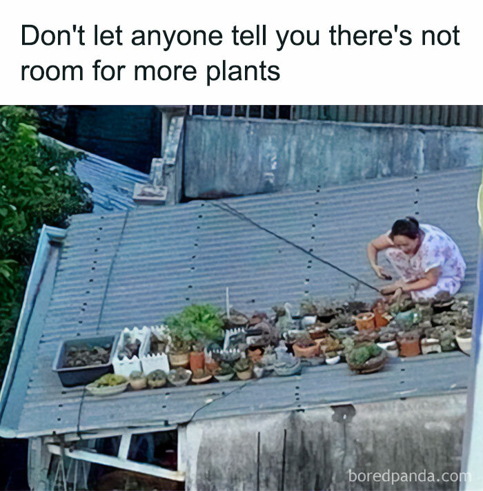These Plant Memes Are Hilarious And We Found 59 Of The Best Ones!