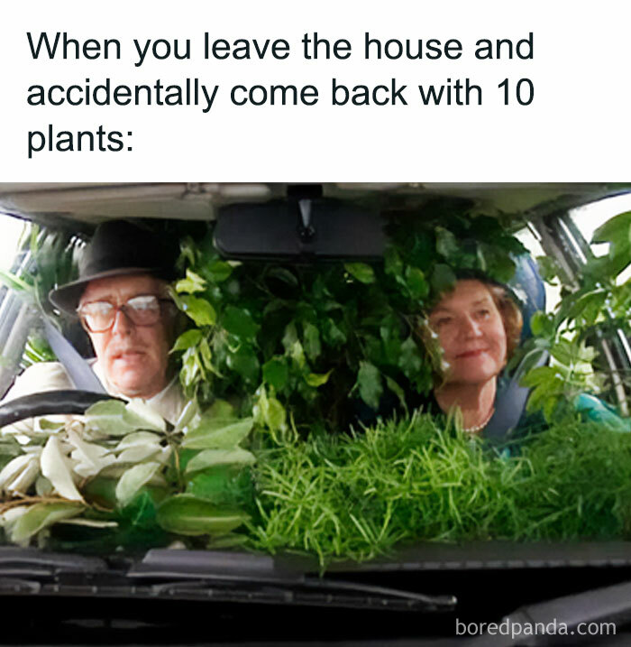 These Plant Memes Are Hilarious And We Found 59 Of The Best Ones!