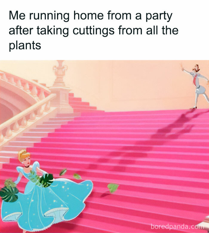 These Plant Memes Are Hilarious And We Found 59 Of The Best Ones!