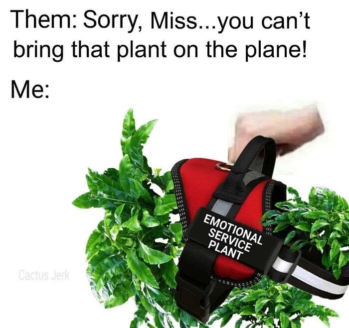 These Plant Memes Are Hilarious And We Found 59 Of The Best Ones!