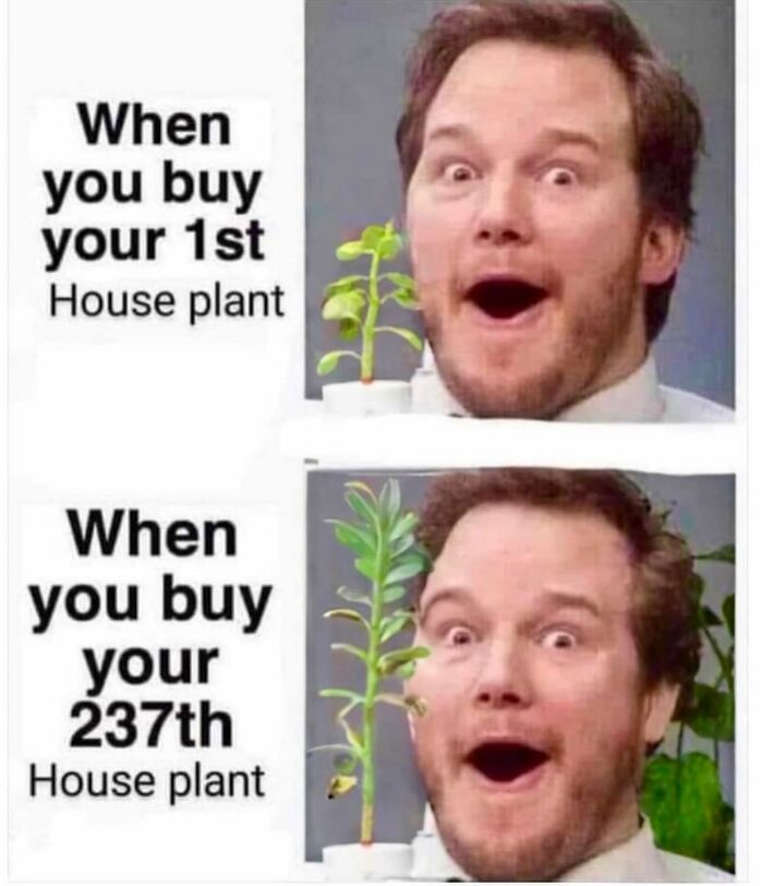 These Plant Memes Are Hilarious And We Found 59 Of The Best Ones!