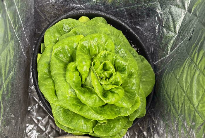Grow Butter Lettuce That Keeps Growing Itself! Salads for Days and FREE!