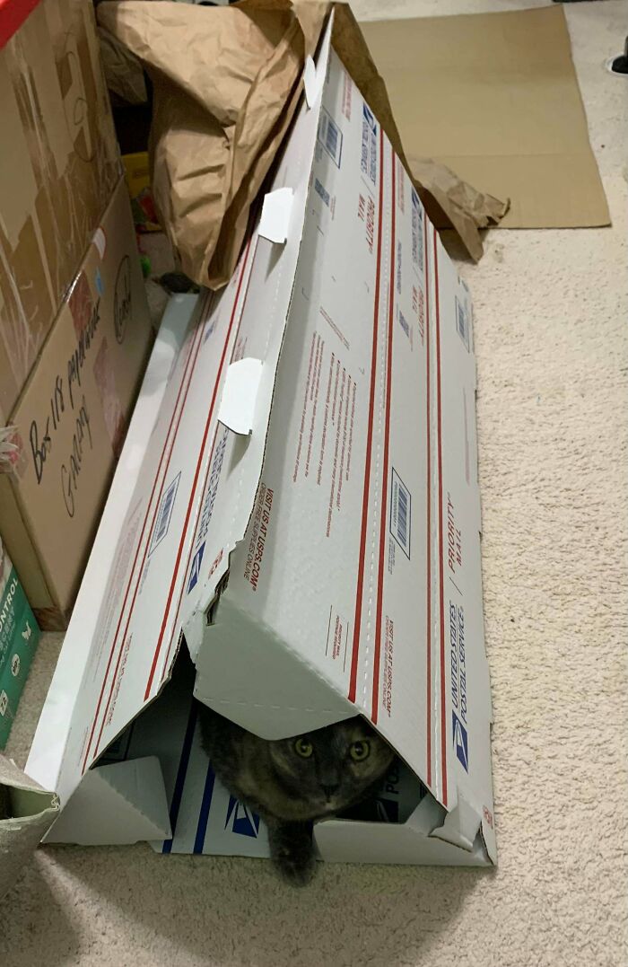 Three USPS Mailing Tubes = One Giant Cat Tunnel—Free Playtime!