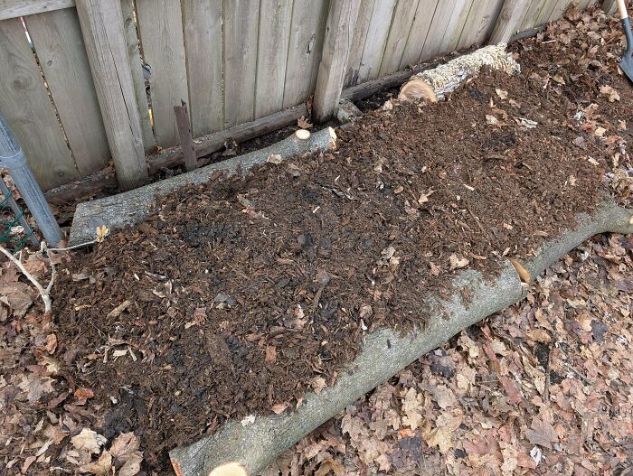 Made Raised Garden Beds from Free Logs—Food Growing on a Budget!