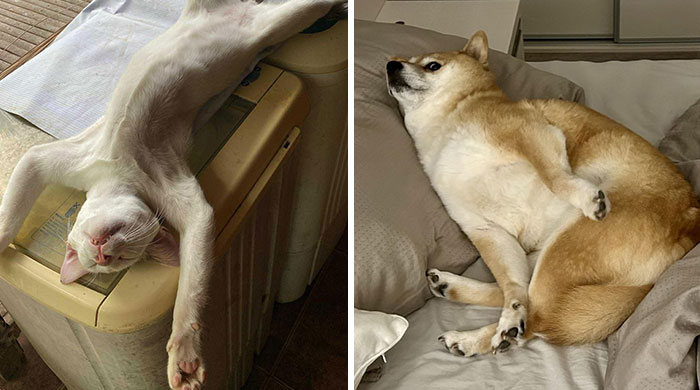 Wait, These Pets Totally Forgot How to Pose (And It’s Hilarious)