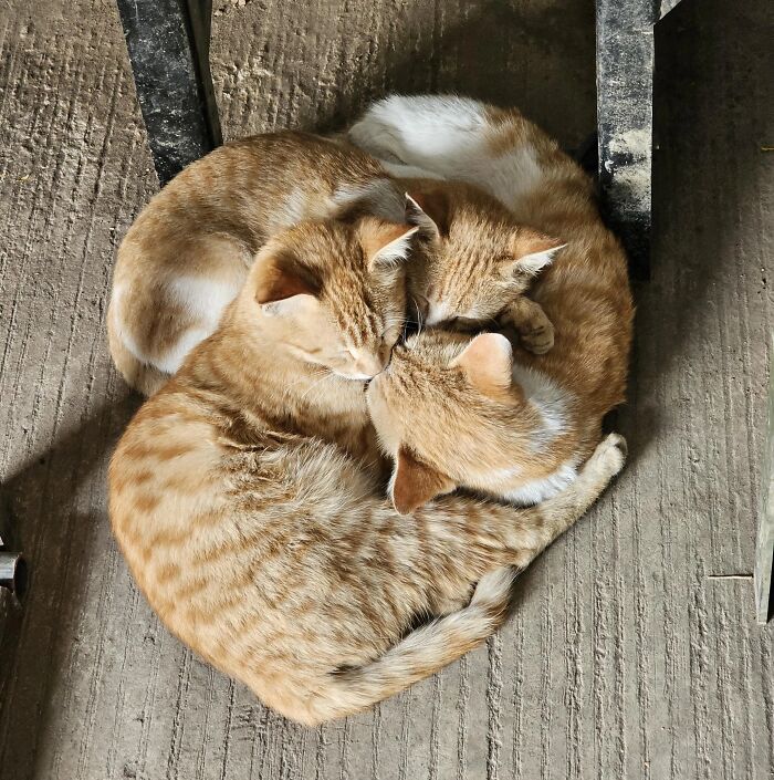 The Three Amigos of Goofy Poses