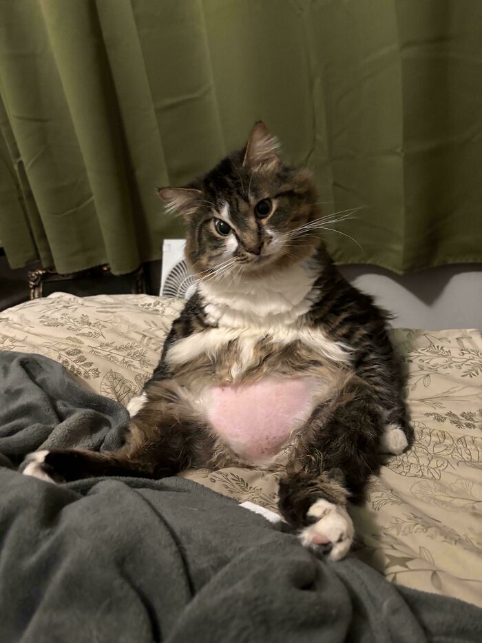 Is He A Cat or Some Wild Mashup? Meet Tuna David Sandwich