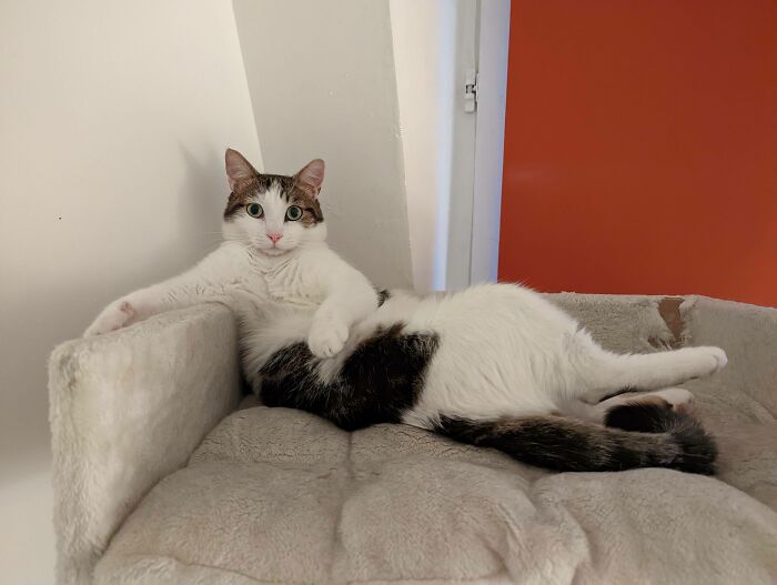 Moka Mastered The ‘Draw Me Like One Of Your French Dogs’ Pose