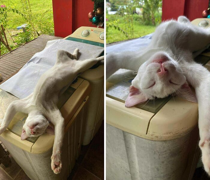 My Cat’s Weirdness Level Is Off The Charts (And I Love That)