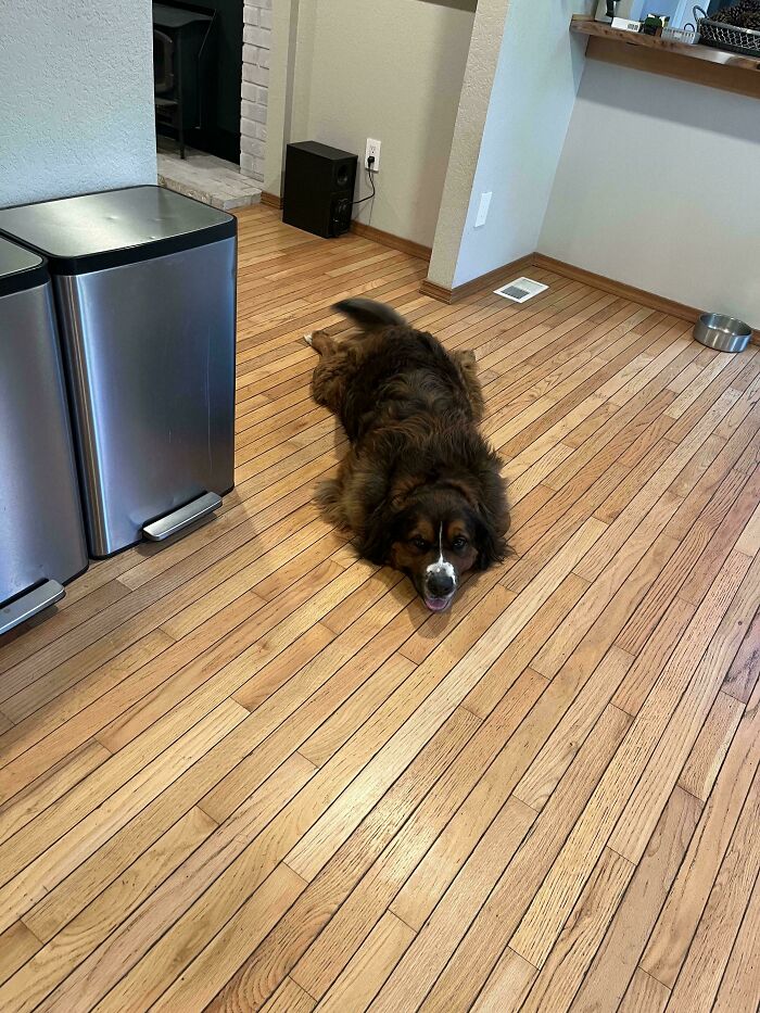 Weird Gator Found Chilling in My Kitchen