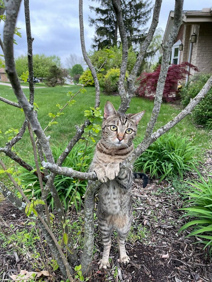 Our Cat’s Got Jealousy Issues—She Posed Like This on Her Own