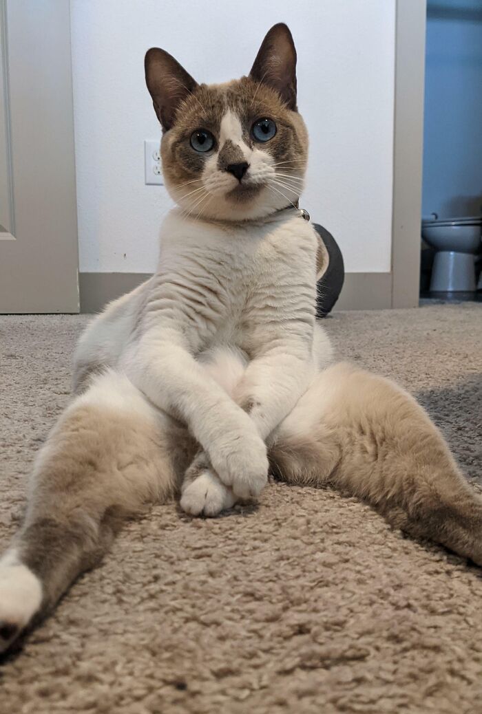 Yep, I Definitely Have a Weird Cat
