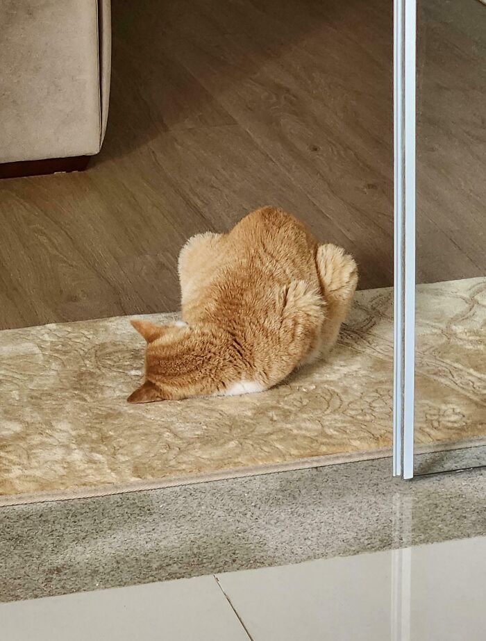 Is This a Normal Sleeping Style? This Cat’s Way Too Extra