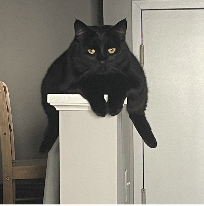 Larry the Cat’s Here and He’s Totally Weird (In the Best Way)