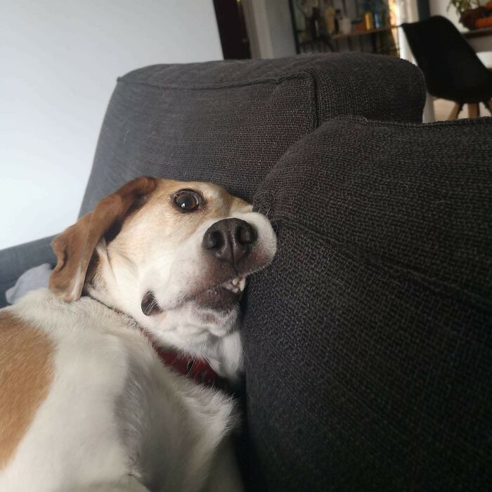 Dogs Are Weird. Mine’s The Prime Example
