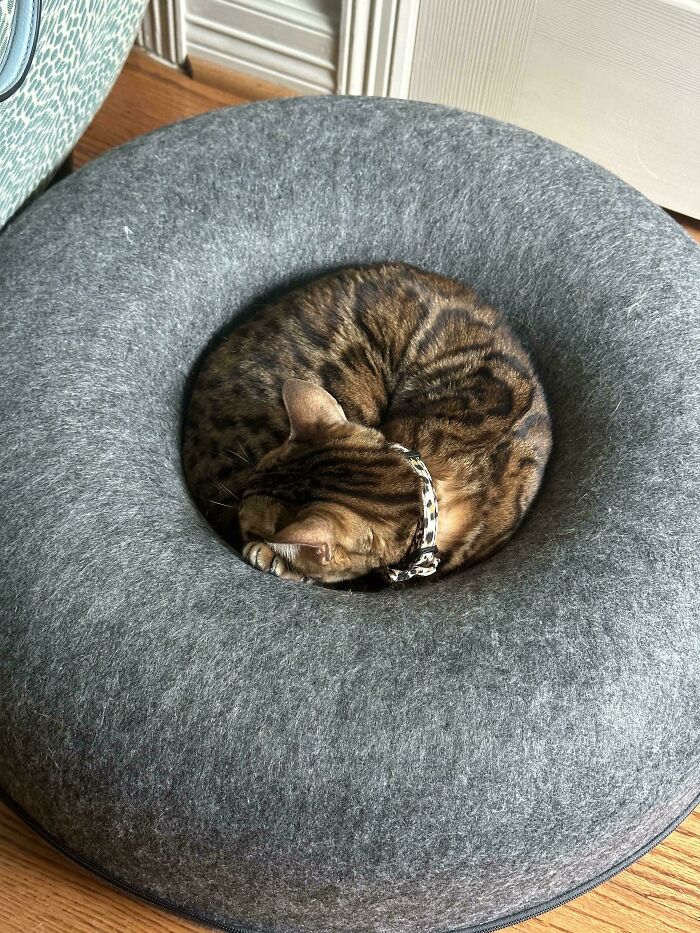 Cat Head Moves In Mysterious Ways