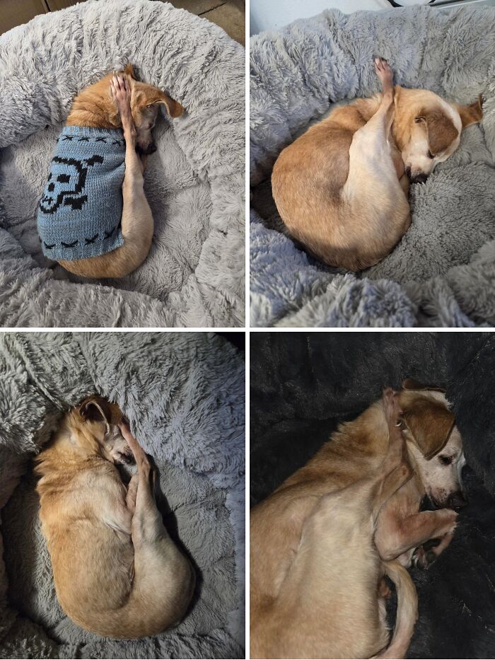 Wait, These Pets Totally Forgot How to Pose (And It’s Hilarious)