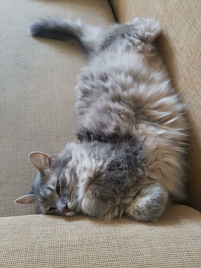 Wait, These Pets Totally Forgot How to Pose (And It’s Hilarious)