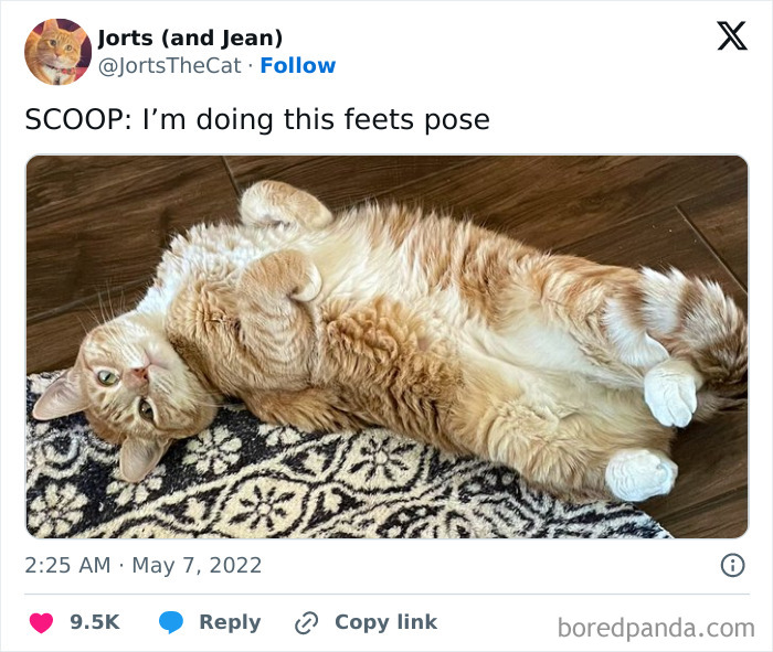 Wait, These Pets Totally Forgot How to Pose (And It’s Hilarious)