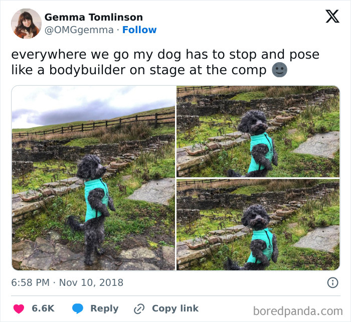 Wait, These Pets Totally Forgot How to Pose (And It’s Hilarious)