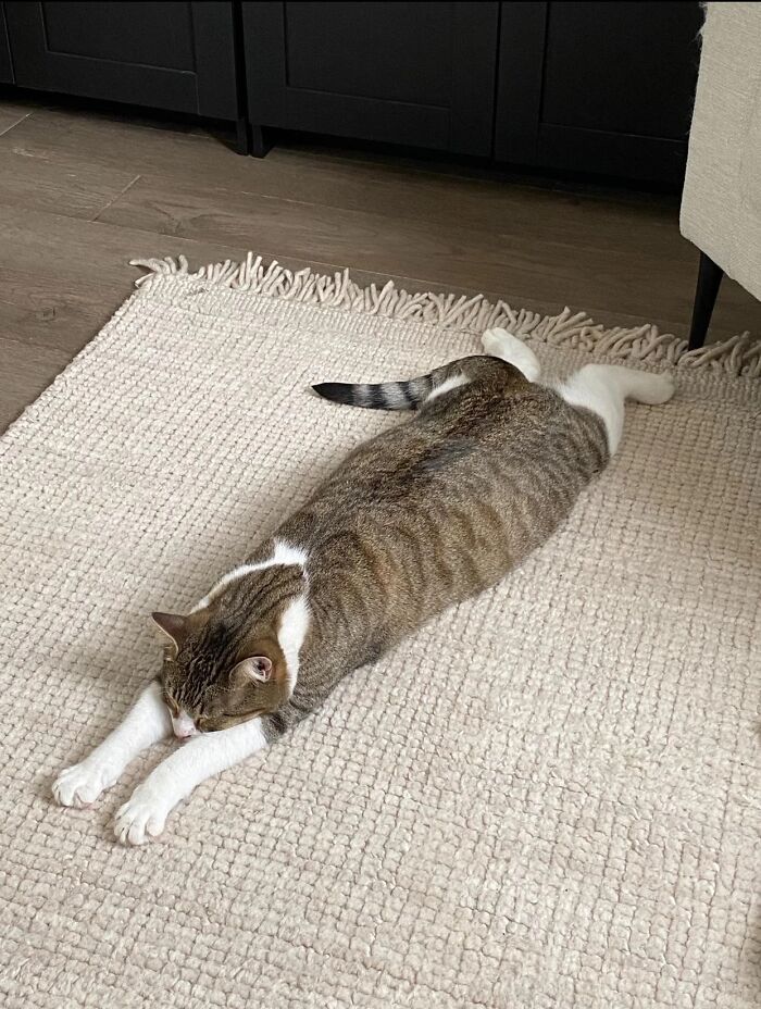 Wait, These Pets Totally Forgot How to Pose (And It’s Hilarious)