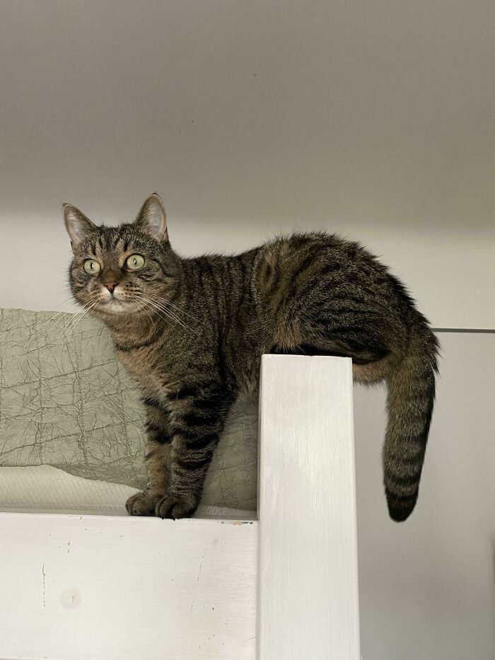 Wait, These Pets Totally Forgot How to Pose (And It’s Hilarious)