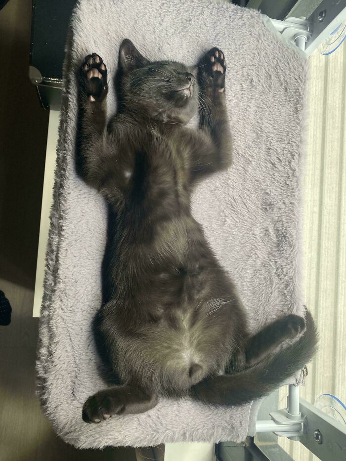 Wait, These Pets Totally Forgot How to Pose (And It’s Hilarious)
