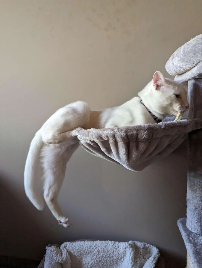 Wait, These Pets Totally Forgot How to Pose (And It’s Hilarious)