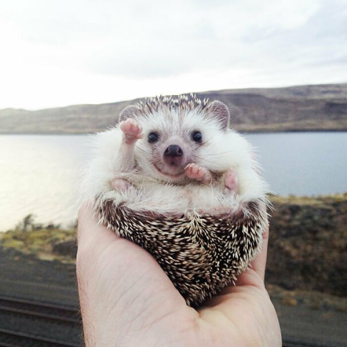 Wait, These Pets Totally Forgot How to Pose (And It’s Hilarious)