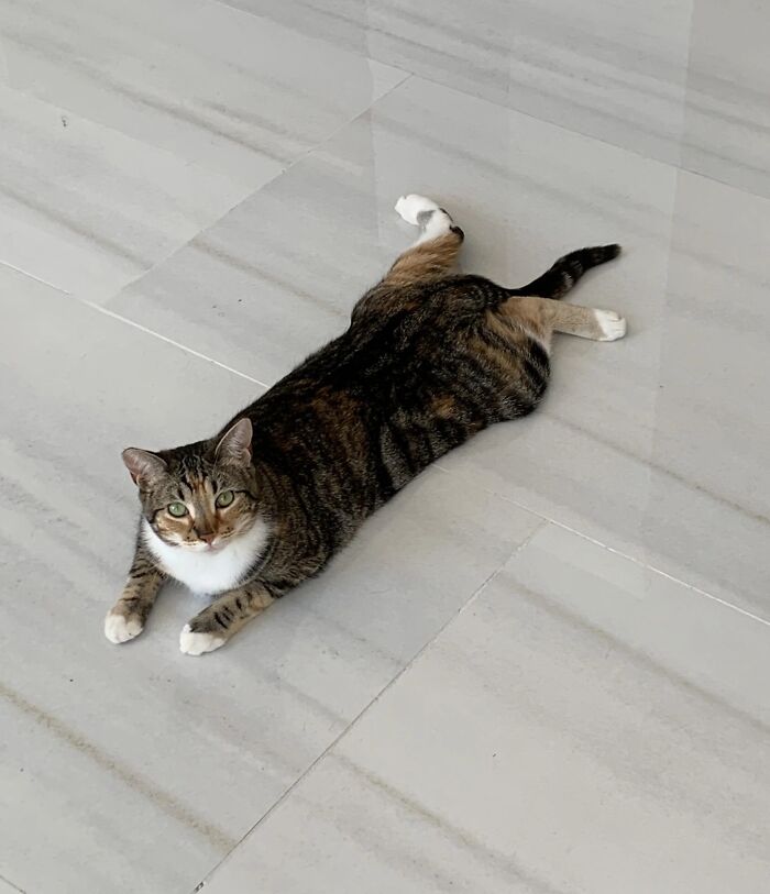 Wait, These Pets Totally Forgot How to Pose (And It’s Hilarious)