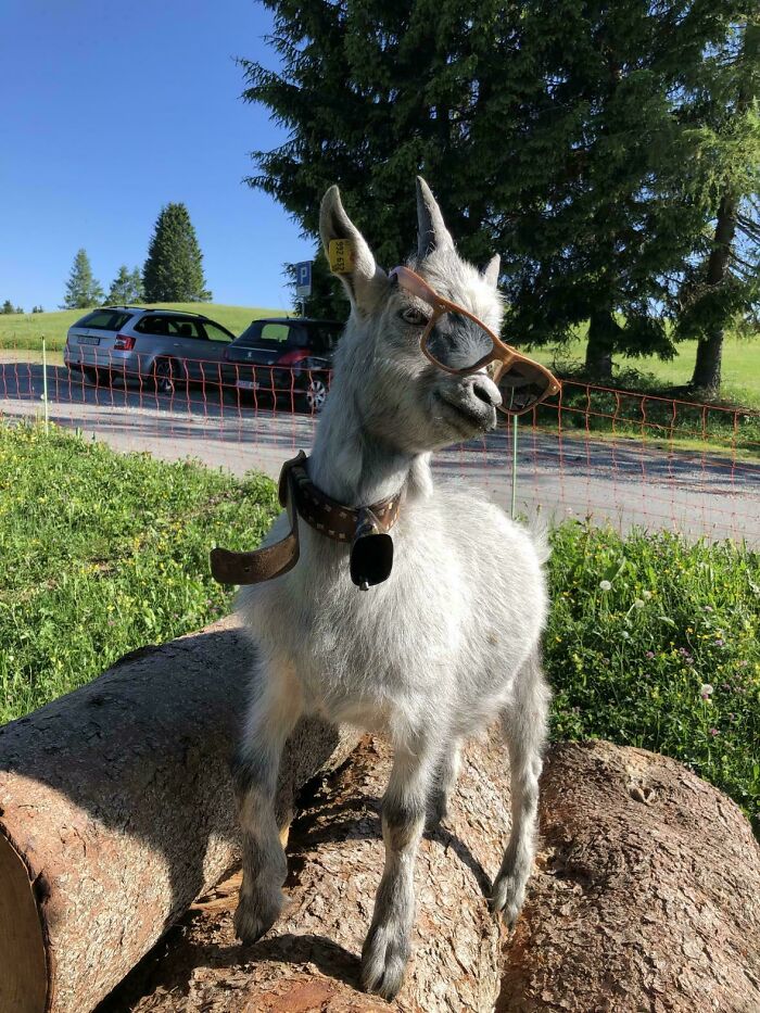 Wait, These Pets Totally Forgot How to Pose (And It’s Hilarious)
